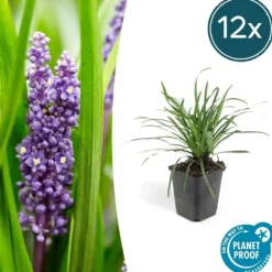 Klockvätter - Liljegräs - Liriope muscari 'Moneymaker' - Kruka 9 cm - Set med 12 växter