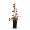 Klätterväxt Parthenocissus 'Veitch Boskoop' 65cm Ø15cm P15