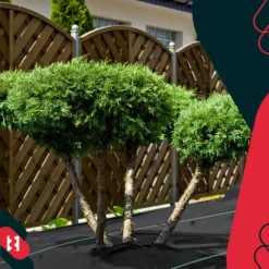 KOTARBAU® Ogrässkyddande Trädgårdstextil Universal För Ogräs Svart Rulle 110 G/M2 0,6 X 100 M + Pinnar