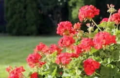 KRISTALLGÖDNING FÖR PELARGONOR FORTEFOSKA CRYSTAL 250G MYCKET EFFEKTIV