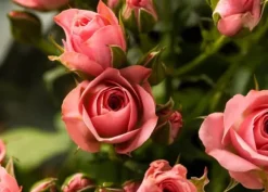 KRISTALLGÖDNING FÖR ROSOR FORTEFOSKA CRYSTAL 250G MYCKET EFFEKTIV