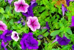 KRISTALLGÖDNINGSMEDEL FÖR SURFINIA FORTEFOSKA CRYSTAL 250G MYCKET EFFEKTIVT