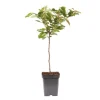Körsbärsträd - Prunus avium - Sötkörsbär - Höjd 90-110cm - ⌀23cm