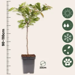 Körsbärsträd - Prunus avium - Sötkörsbär - Höjd 90-110cm - ⌀23cm