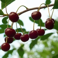 Körsbärsträd - Prunus avium - Sötkörsbär - Höjd 90-110cm - ⌀23cm