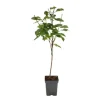 Körsbärsträd - Prunus avium 'Stella' - Sötkörsbär - Höjd 90-110cm - ⌀23cm