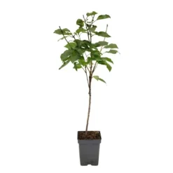 Körsbärsträd - Prunus avium 'Stella' - Sötkörsbär - Höjd 90-110cm - ⌀23cm