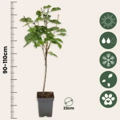 Körsbärsträd - Prunus avium 'Stella' - Sötkörsbär - Höjd 90-110cm - ⌀23cm