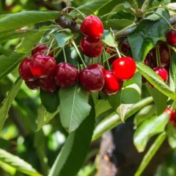 Körsbärsträd - Prunus avium 'Stella' - Sötkörsbär - Höjd 90-110cm - ⌀23cm