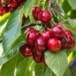 Körsbärsträd - Prunus avium 'Stella' - Sötkörsbär - Höjd 90-110cm - ⌀23cm