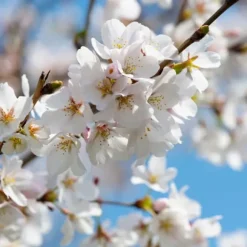 Körsbärsträd - Prunus avium 'Stella' - Sötkörsbär - Höjd 90-110cm - ⌀23cm