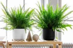 Kruka m långtidsbevattn. Paulina ø 14 cm Grön Orthex