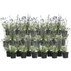 Lavendelbuskar - Set om 36 - Lavandula angustifolia - Höjd 10-15cm - ⌀10,5cm