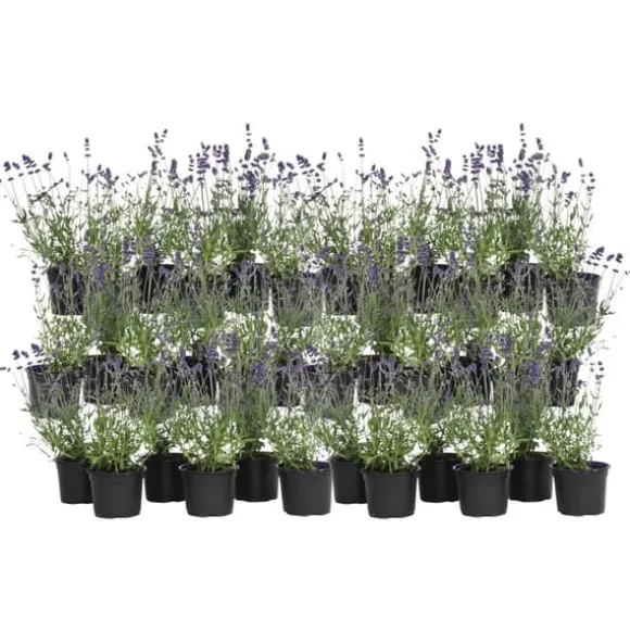 Lavendelbuskar - Set om 36 - Lavandula angustifolia - Höjd 10-15cm - ⌀10,5cm