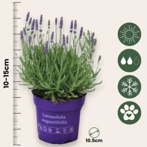 Lavendelbuskar - Set om 36 - Lavandula angustifolia - Höjd 10-15cm - ⌀10,5cm