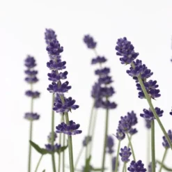 Lavendelbuskar - Set om 36 - Lavandula angustifolia - Höjd 10-15cm - ⌀10,5cm