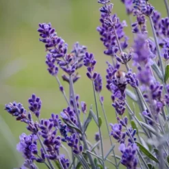 Lavendelbuskar - Set om 36 - Lavandula angustifolia - Höjd 10-15cm - ⌀10,5cm