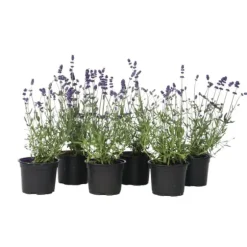 Lavendelbuskar - Set om 6 - Lavandula angustifolia - Höjd 10-15cm - ⌀10,5cm