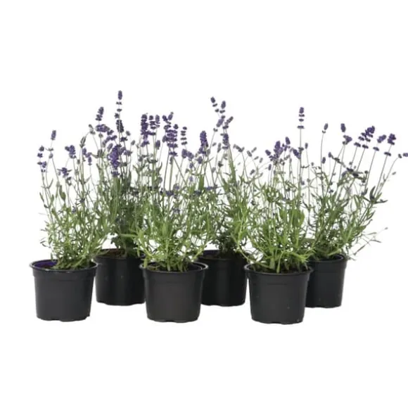 Lavendelbuskar - Set om 6 - Lavandula angustifolia - Höjd 10-15cm - ⌀10,5cm