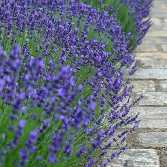 Lavendelbuskar - Set om 6 - Lavandula angustifolia - Höjd 10-15cm - ⌀10,5cm