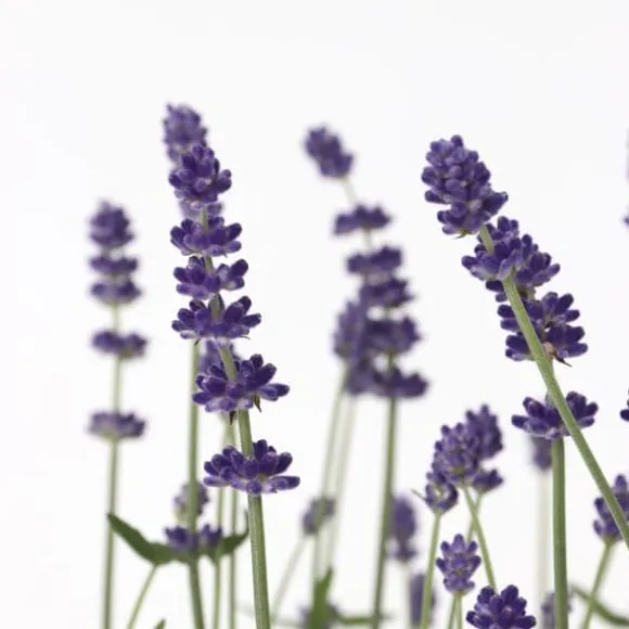 Lavendelbuskar - Set om 6 - Lavandula angustifolia - Höjd 10-15cm - ⌀10,5cm