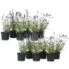 Lavendelträd - Set om 12 - Lavandula angustifolia - Höjd 10-15cm - ⌀10,5cm