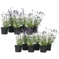 Lavendelträd - Set om 12 - Lavandula angustifolia - Höjd 10-15cm - ⌀10,5cm