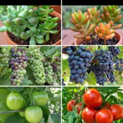 LED-lampa för odling av växter, fullspektrumblomning med klämmjustering