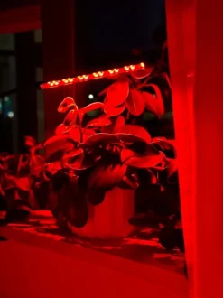 LED-växtlampa 20 dioder TIMER 9 W för hemmaodling utan nätadapter