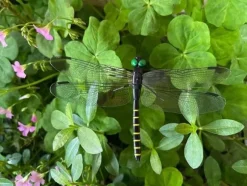 Lollanda 20 st 3D trollslända trädgårdsdekor i svart,trollsländor trädgårdsprydnader för trädgård, krukor, växter, uteplats, dekoration