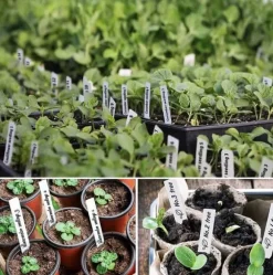 Lollanda 300-pack växtetiketter – 10 cm plastmärkningspinnar för trädgård, med vattentålig permanent märkpenna för plantskolor, vit