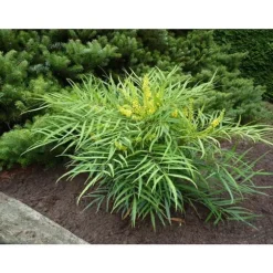 MAHONIA JAPONICA SOFT CARESS VASO 17CM städsegröna