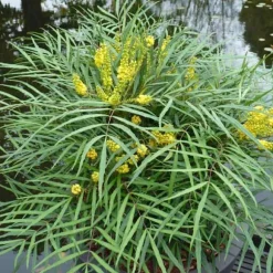 MAHONIA JAPONICA SOFT CARESS VASO 17CM städsegröna