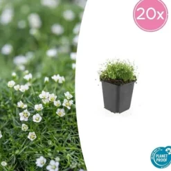 Marktäcka - Sten - Stjärnmoss - Sagina subulata - 9 cm kruka - Set av 20 växter