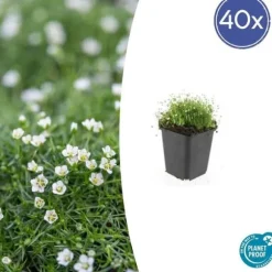 Marktäckare - Berg - Stjärnmossa - Sagina subulata - 9 cm kruka - Set med 40 växter