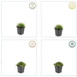 Marktäckare - Berg - Stjärnmossa - Sagina subulata - 9 cm kruka - Set med 40 växter