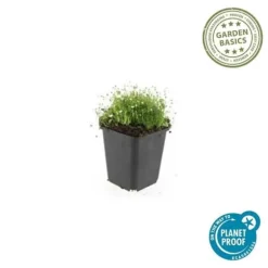 Marktäcke - Sten - Stjärnmossa - Sagina subulata - Kruka på 9 cm - Set med 12 växter