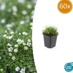 Marktäcke - Sten - Stjärnmossa - Sagina subulata - 9 cm kruka - Set med 60 växter