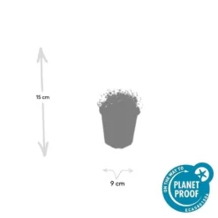 Marktäcke - Sten - Stjärnmossa - Sagina subulata - 9 cm kruka - Set med 60 växter