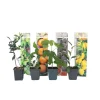 Medelhavsväxtblandning - Set om 8 - Citrus, ficus, olea - Höjd 25-40cm - ⌀9cm