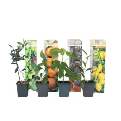 Medelhavsväxtblandning - Set om 8 - Citrus, ficus, olea - Höjd 25-40cm - ⌀9cm