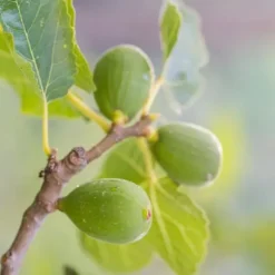 Medelhavsväxtblandning - Set om 8 - Citrus, ficus, olea - Höjd 25-40cm - ⌀9cm