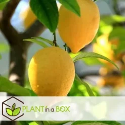 Medelhavsväxtblandning - Set om 8 - Citrus, ficus, olea - Höjd 25-40cm - ⌀9cm