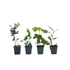 Medelhavsväxtblandning - Set om 4 - Citrus, ficus, olea - Höjd 25-40cm - ⌀9cm