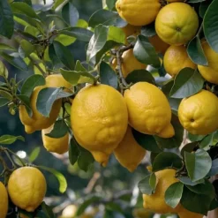 Medelhavsväxtblandning - Set om 4 - Citrus, ficus, olea - Höjd 25-40cm - ⌀9cm