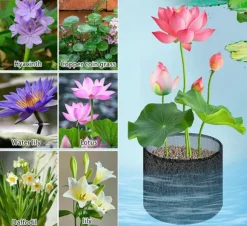 Mesh Aquatic Plant Pot - Set om 4 för vattenträdgårdar Round shape