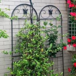 Metallgaller 2-pack för klätterväxter, stöd för krukväxter, husväxter, blommor, grönsaker & trädgårdsdekoration inne/ute