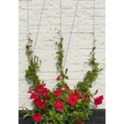 Metallic Trellis Nature 6040760 - för klättringsväxter