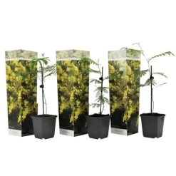 Mimosaträd - Set om 3 - Mimosa dealbata - Höjd 25-40cm - ⌀9cm