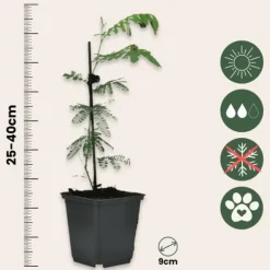 Mimosaträd - Set om 3 - Mimosa dealbata - Höjd 25-40cm - ⌀9cm